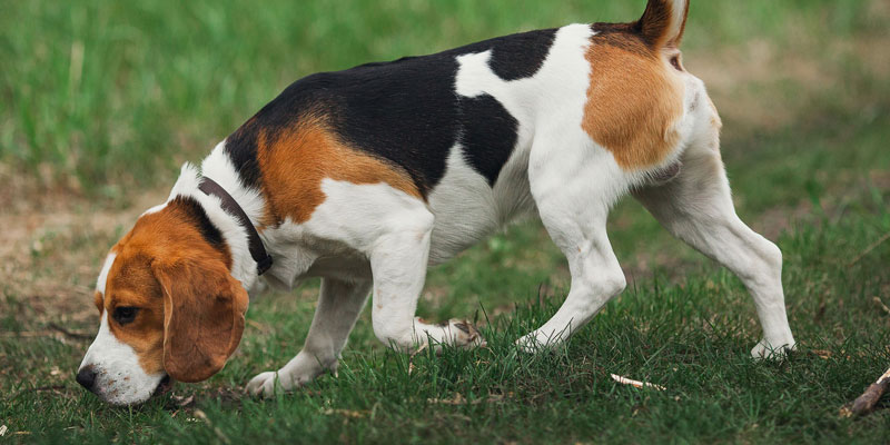 perro beagle olfateando el pasto