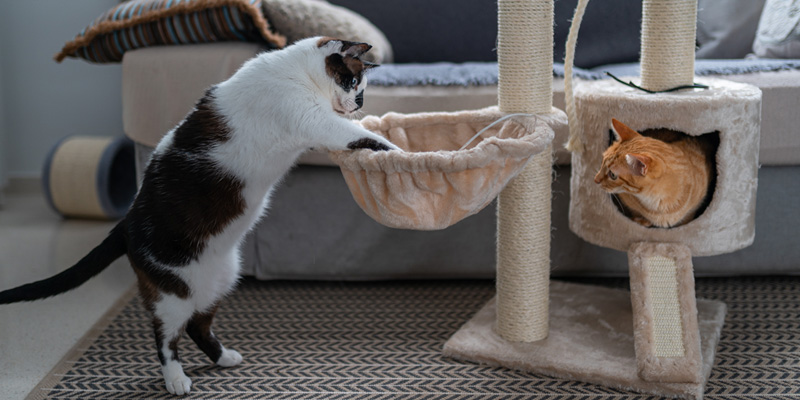 dos gatos jugando en un árbol para gatos