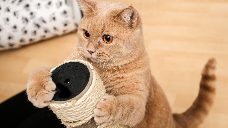 gato amarillo jugando con árbol para gatos