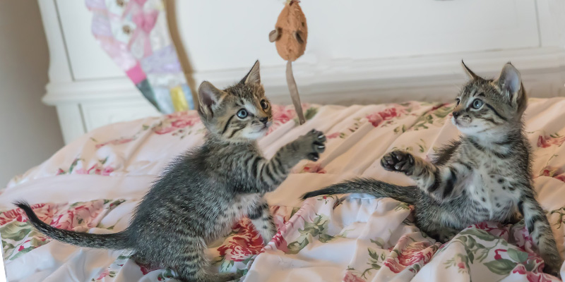 gatos cachorros jugando arriba de una cama