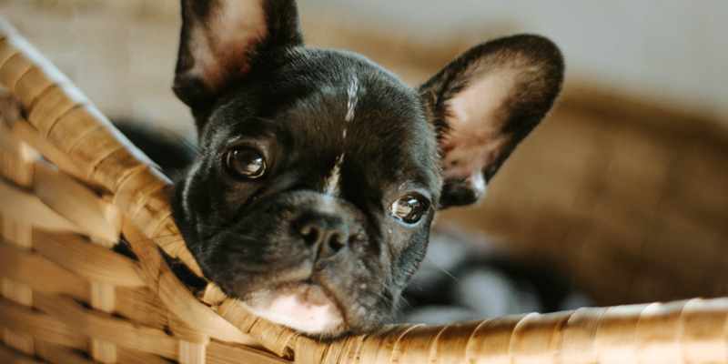 cachorro de bulldog francés negro