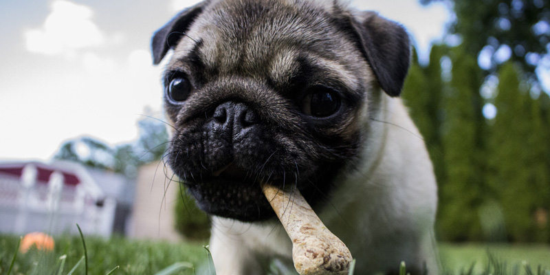 perro pug con hueso en el hocico