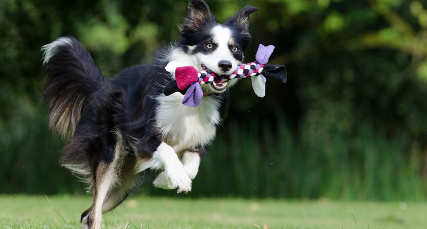 Conoce a la raza del Border Collie