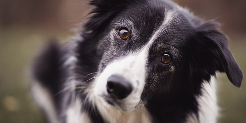 cara de perro border collie