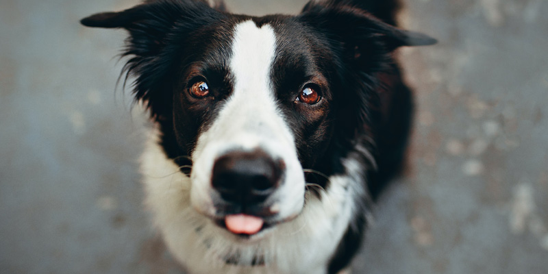 cara de perro border collie con la lengua afuera