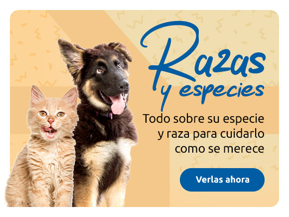 Principales razas de gatos, perros y aves