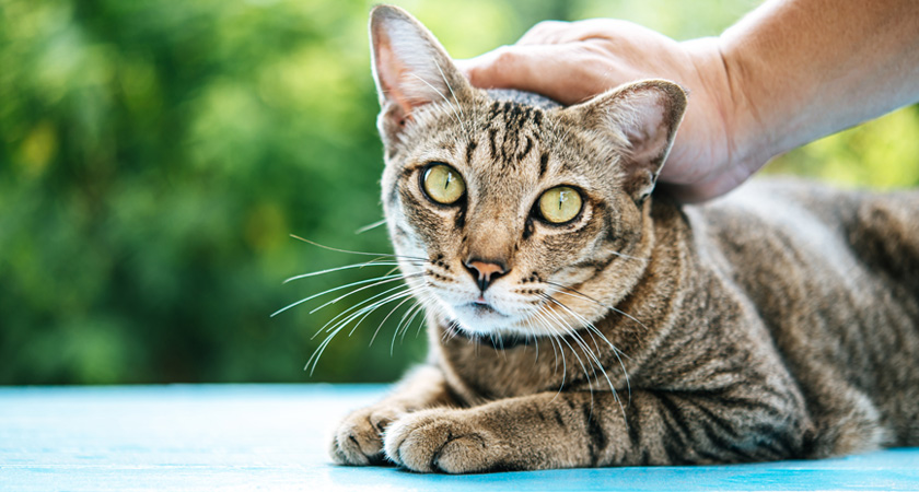 ¿Por qué mi gato dejó de ronronear?