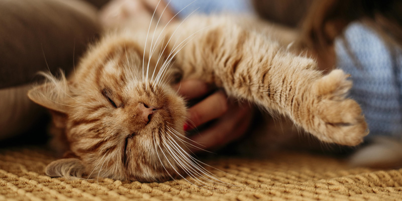 gatito naranjo durmiendo en el suelo de costado