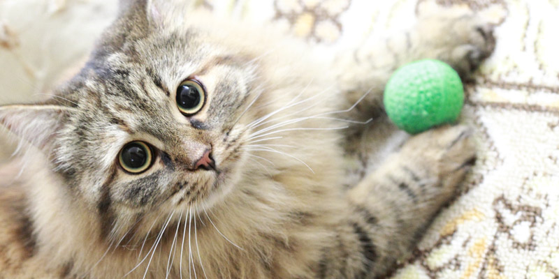 gato jugando con pelota verde