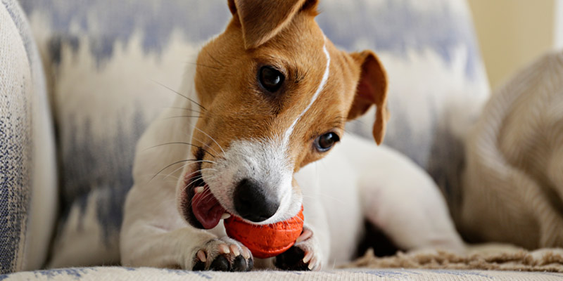 perro mordiendo pelota