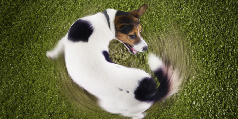 perro girando en sí persiguiéndose la cola