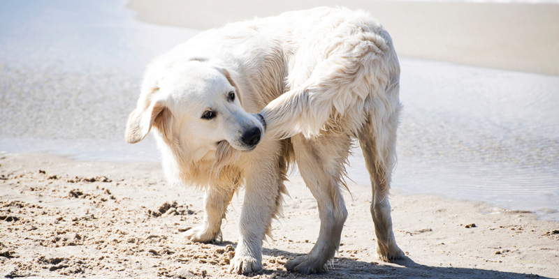 ¿Por qué mi perro se muerde la cola?