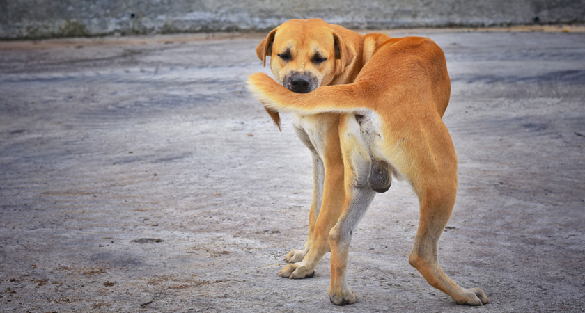 perro color naranjo se muerde la cola