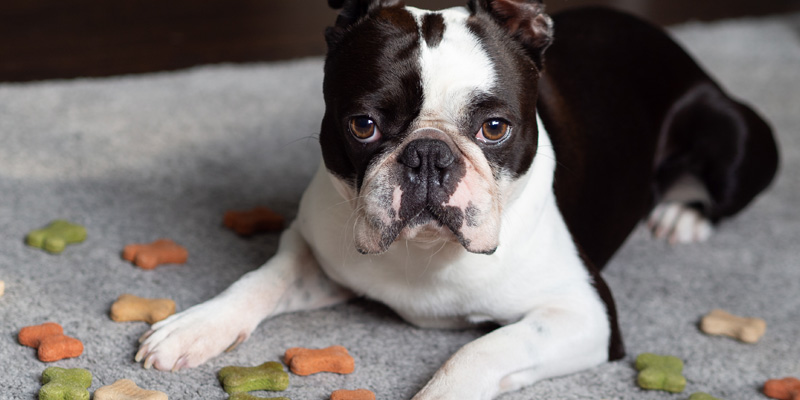 boston terrier acostado en el piso rodeado de pellets tirados