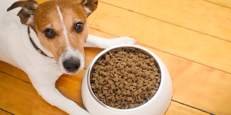 jack russell al lado de un plato lleno de pellets