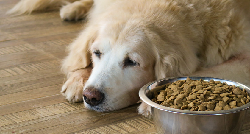 Mi perro no quiere comer, ¿qué hacer?