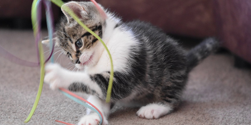 gatito cachorro romano con blanco jugando con hebras de colores