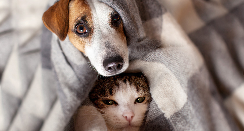 ¿Cómo proteger a tu perro y gato de los cambios de temperatura en invierno?