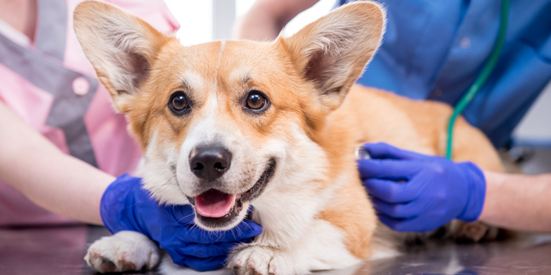 perro siendo examinado por médicos veterinarios