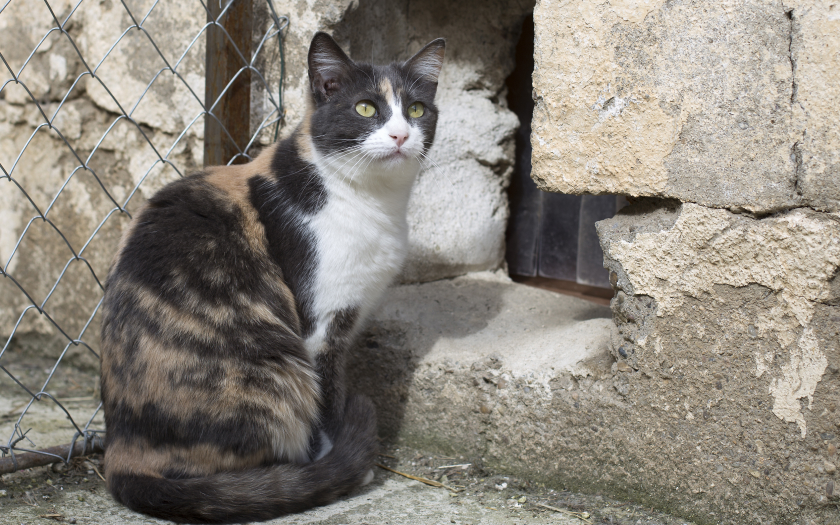 una gata feral de colores negro, blanco y café junto a una reja en la calle