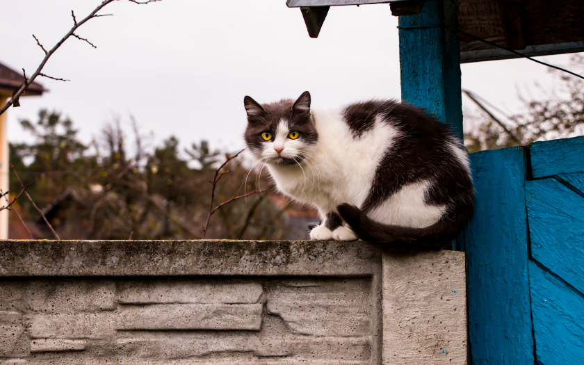 un gato blanco con negro arriba de una pandereta