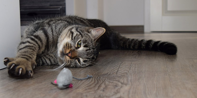 gato romano recostado en el piso con un ratón de juguete cerca