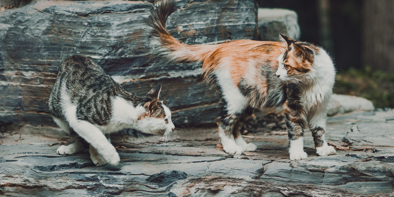 Dos gatos, uno detrás de otro, en un tronco recostado