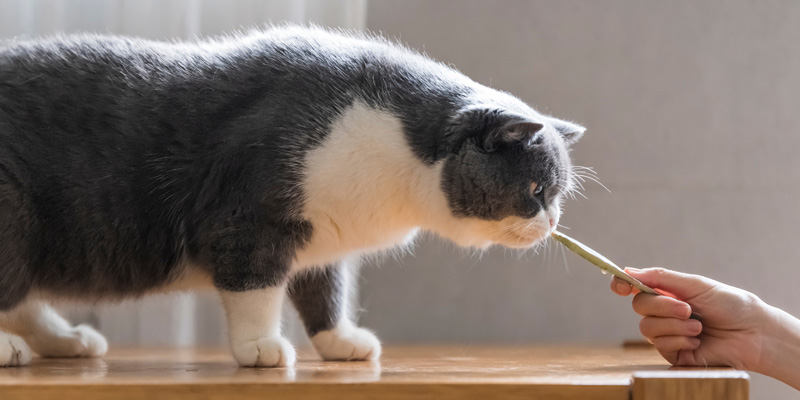 gato gris con blanco oliendo lo que una mano humana le está ofreciendo