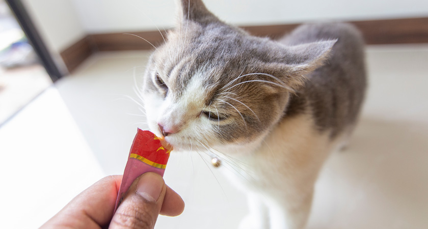 Todo sobre el Churu para gatos