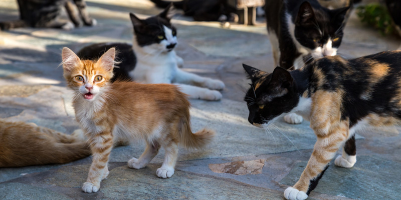 Manada de gatitos callejeros