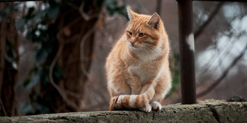 Sporothrix brasiliensis, lo que tienes que saber del hongo que afecta a gatos