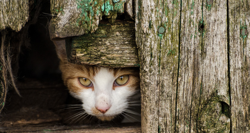 Qué es un gato feral y cómo adiestrarlo