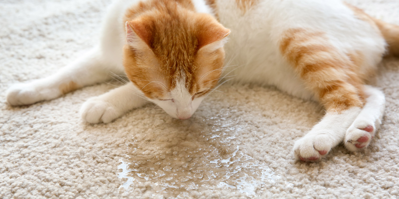 En la imagen aparece un gato blanco con naranjo echado encima de una alfombra blanca oliendo una mancha de orina de la alfombra