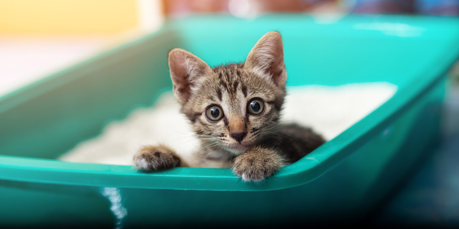 En la imagen aparece un gatito romano asomándose desde dentro de un arenero.