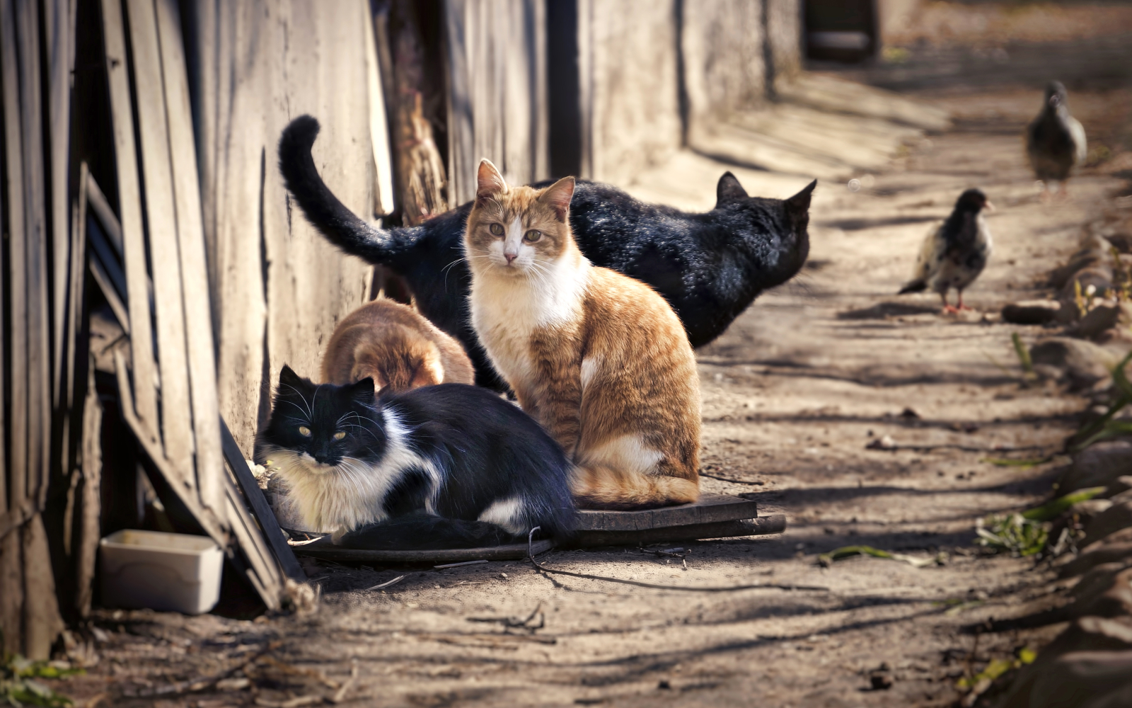 Qué es un gato feral y cómo adiestrarlo