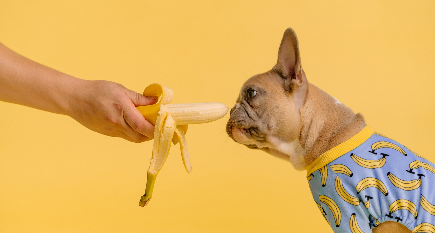 Comida para mascotas este 18 ¿Qué puede comer y qué no?