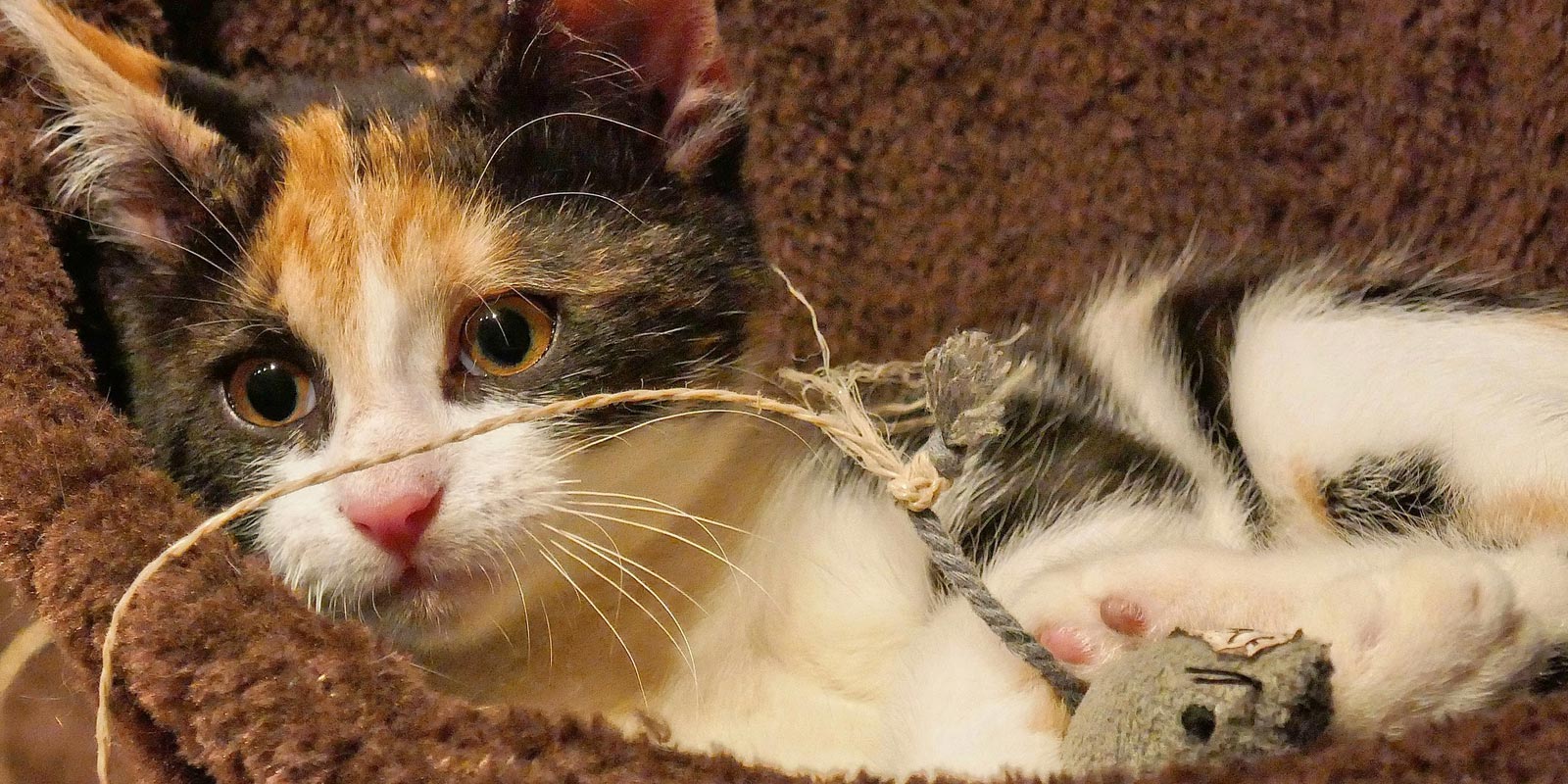 gatito tricolor pequeño recostado con un ratón de juguete al lado