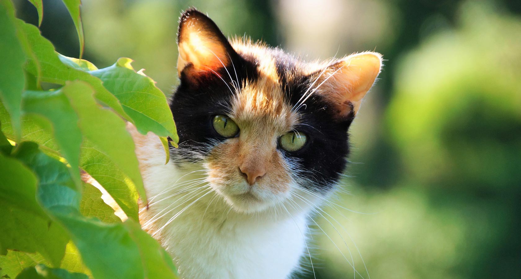 Gatos tricolor: mitos y verdades de estos mininos