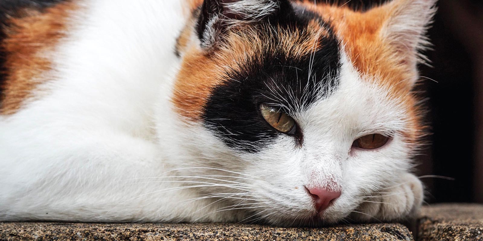 gato calico o tricolor recostado en el piso