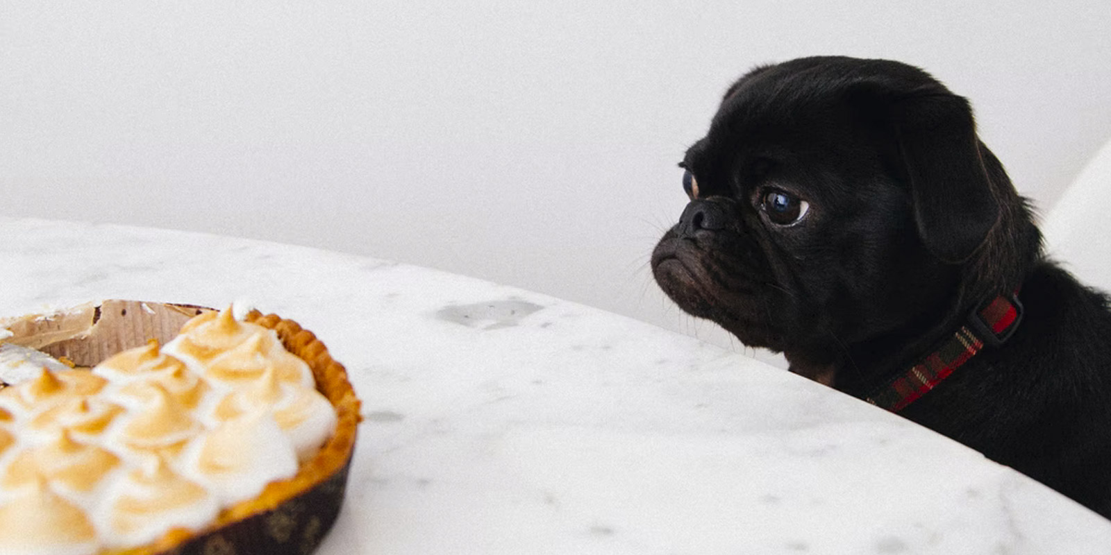 mascotas alimentos prohibidos