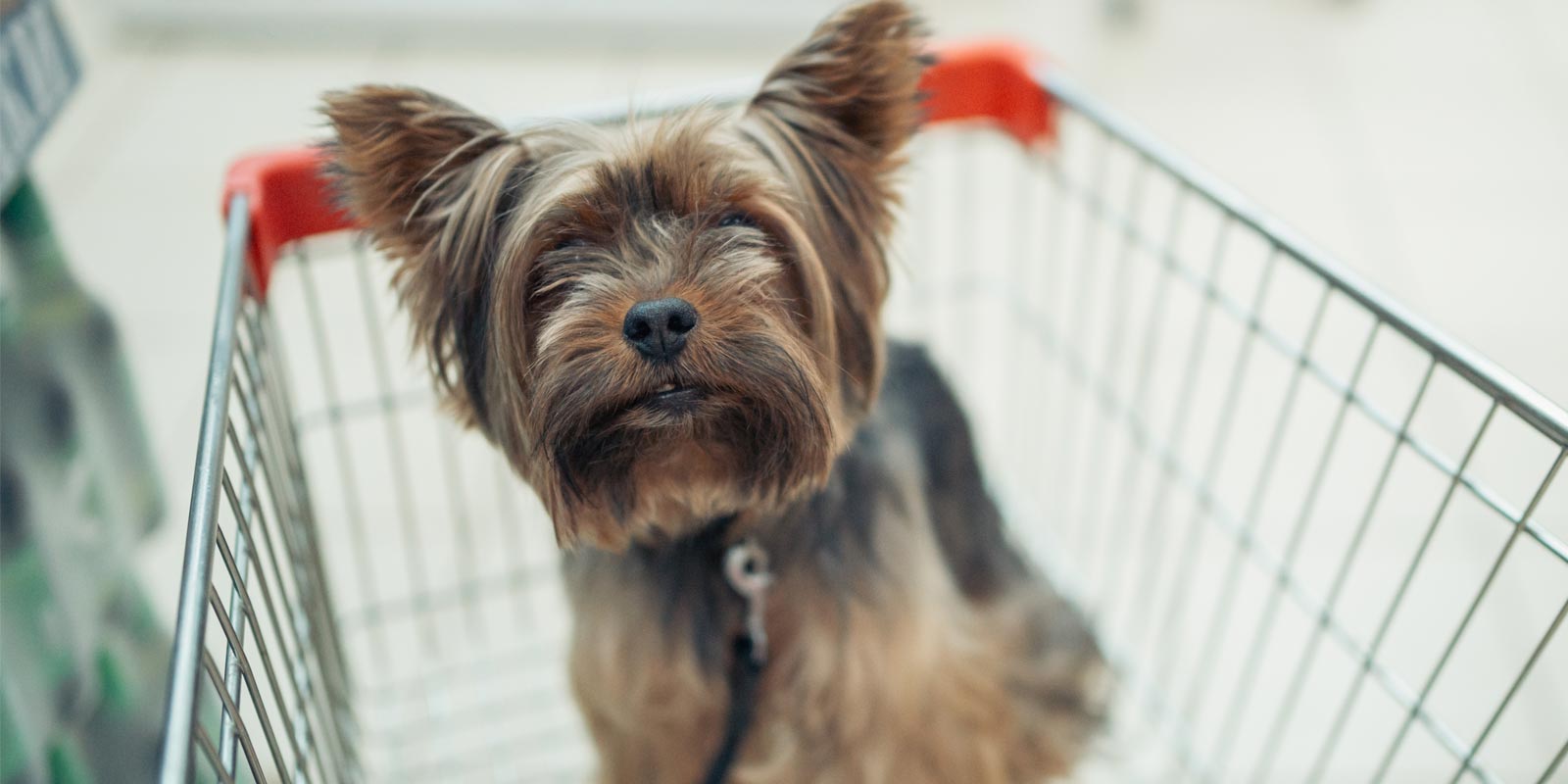 yorkshire dentro de un carro de supermercado pet friendly