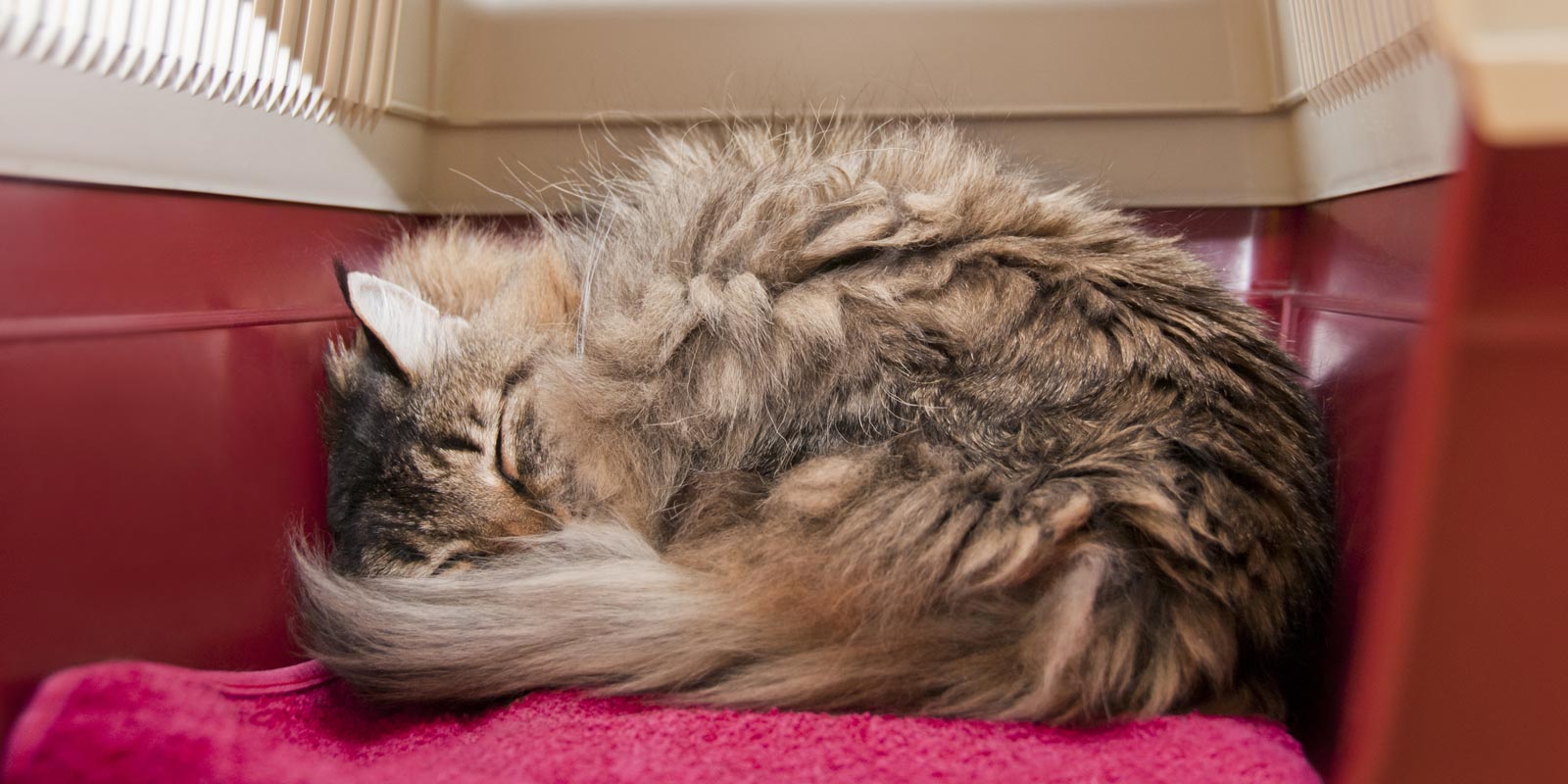 gato romano durmiendo en su caja de transporte sobre una toalla fucsia