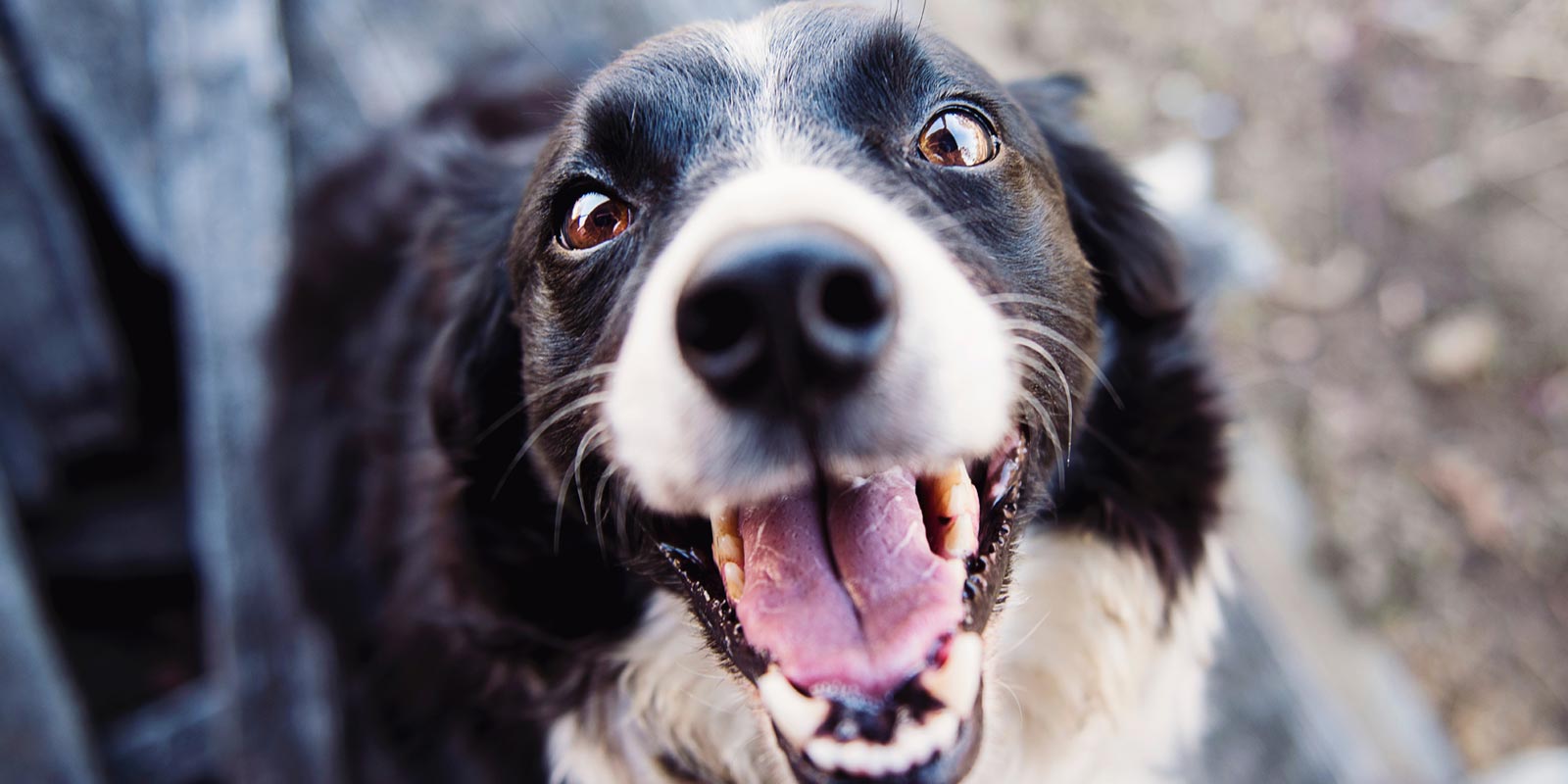 En la imagen se ve la cara de un perro negro con blanco en primer plano, con la lengua asomada. 