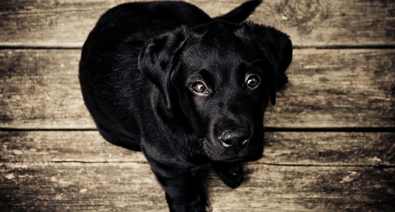 En la imagen se muestra a un cachorro negro mirando desde hacia abajo a la cámara