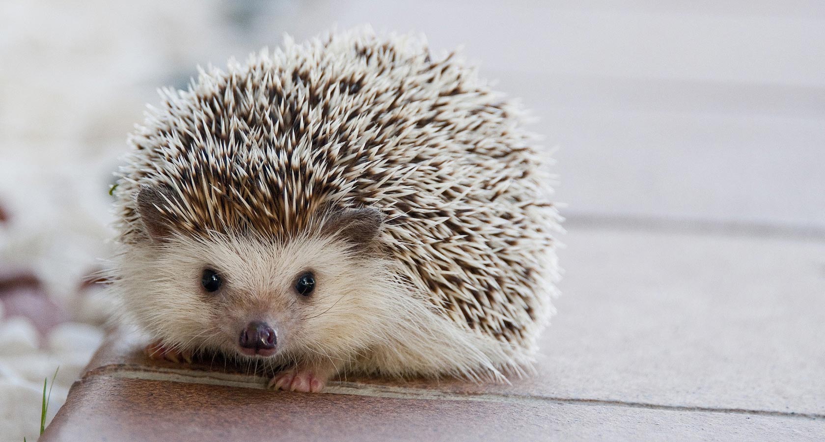 ¿Cómo cuidar erizos de tierra? Una mascota muy especial