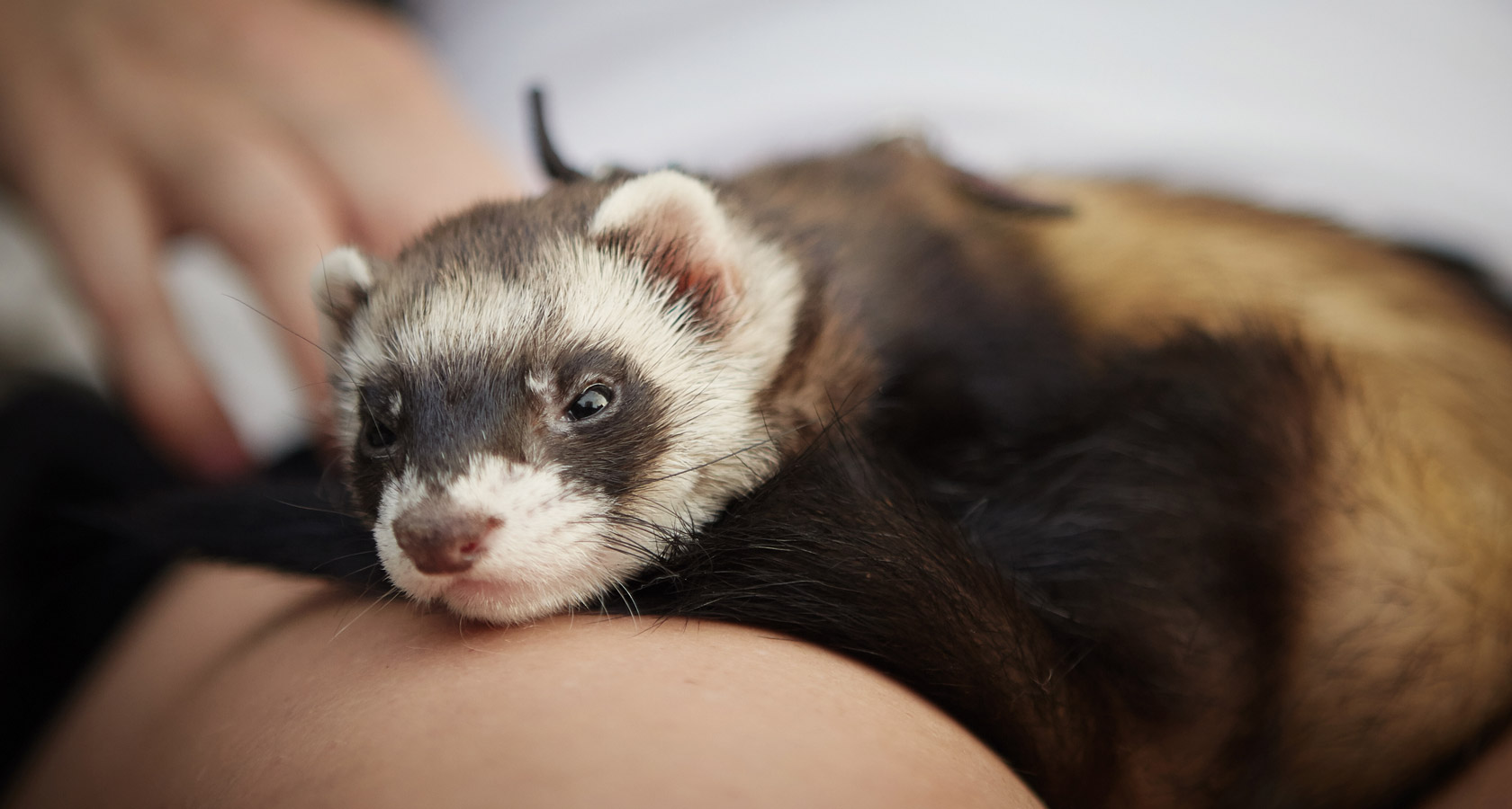 ¿Hurón como mascota? 5 cosas que debes saber