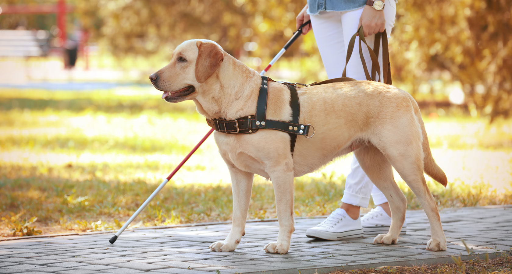 Todo sobre los perros guías