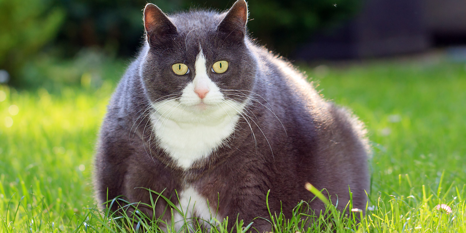 gato obeso negro con blanco sentado en el pasto