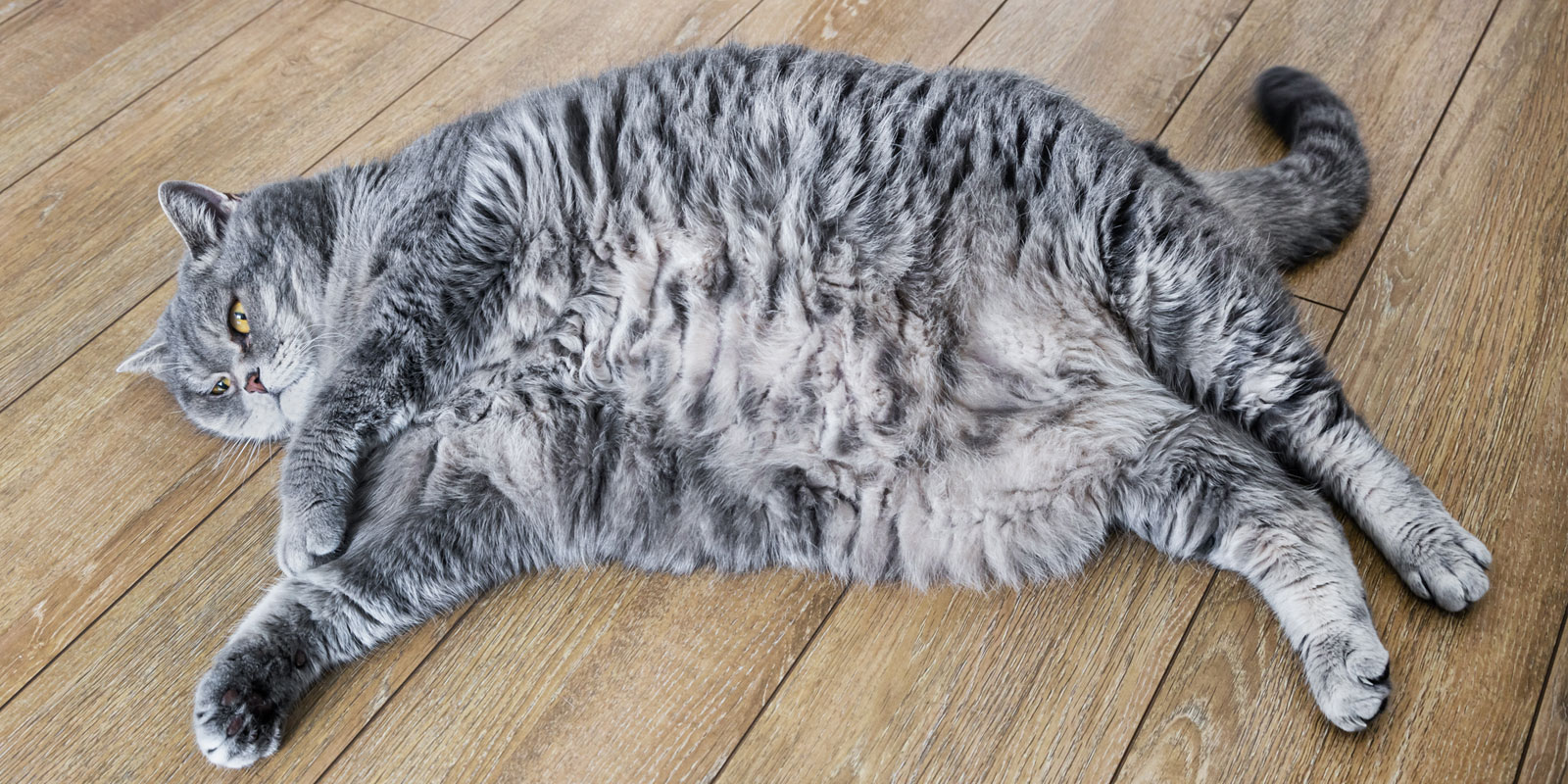 gato obeso gris echado de lado en un piso de madera