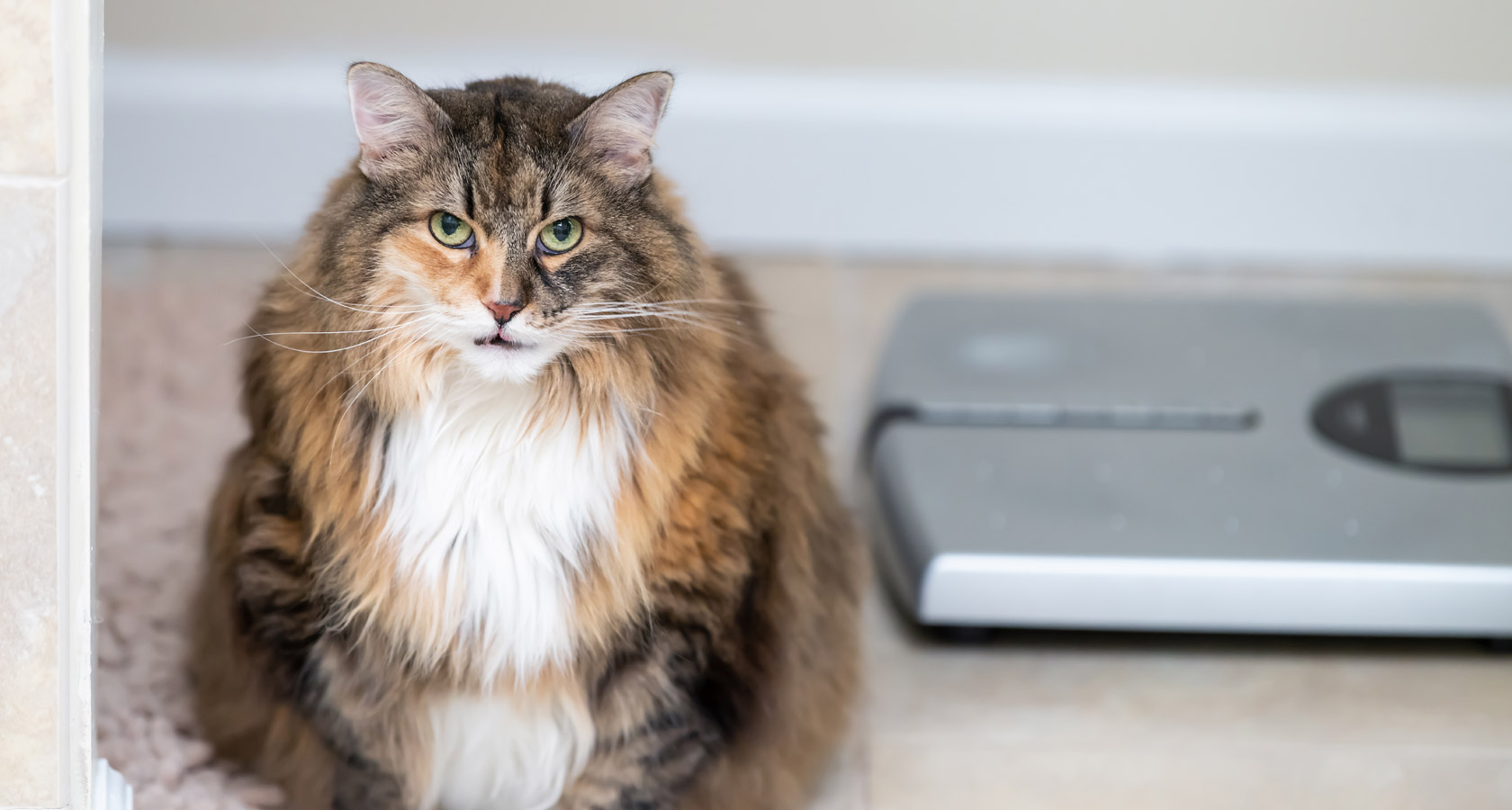 Cómo cuidar un gato obeso